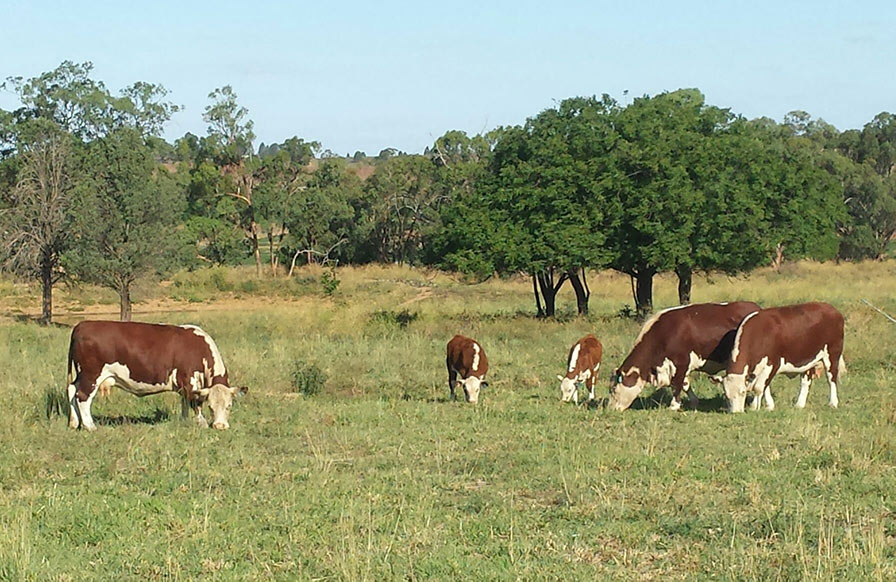 Farm hand, shearing, stock work acreage Duddo